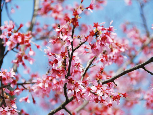Okame Sakura (オカメサクラ)