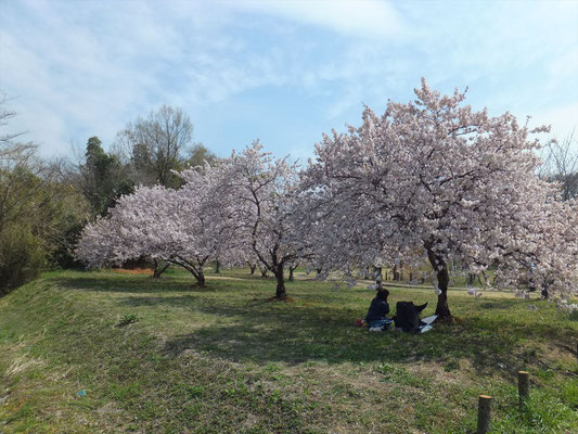 高尾さくら公園の大寒桜は満開でした
