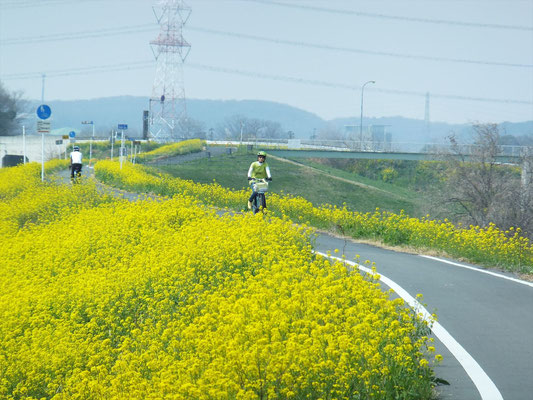 菜の花の自転車道を駆ける