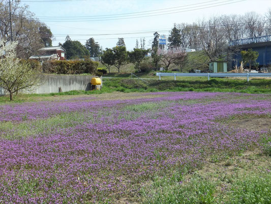 紫色の花 名前は?
