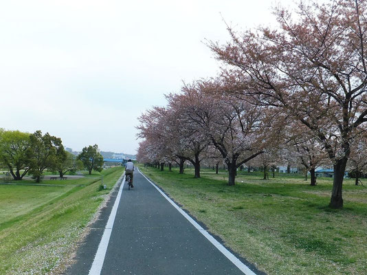 入間川自転車道の入間川土手の桜並木