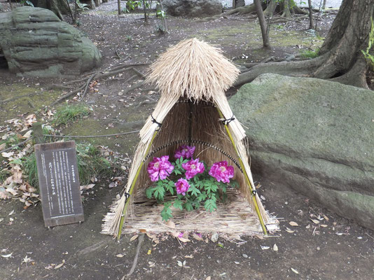 Red Peony under Straw Shelter