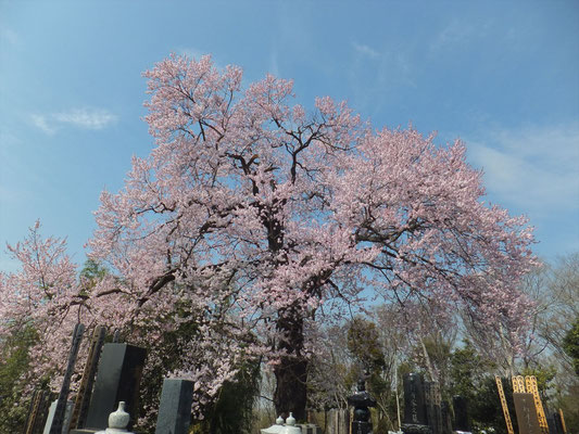 高尾さくくら公園の隣の墓地のさくらが一番見事でした