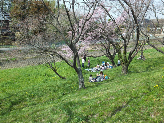 桜堤公園の1.8kmの桜並木で唯一見つけたお花見宴会