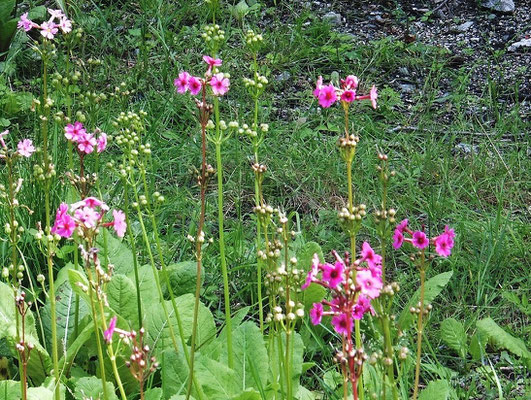 Japanese Primrose