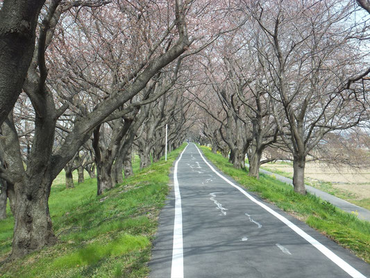 桜堤公園のソメイヨシノはまだつぼみでした。