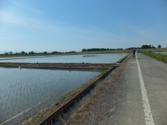 荒川河川敷は田植えシーズン
