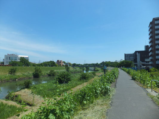 富士見市付近の新河岸川
