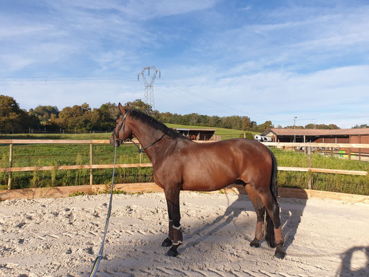 rond de longe Acot