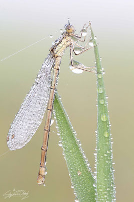 Kleinlibelle
