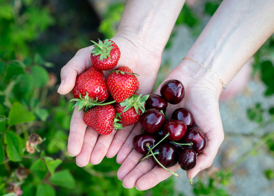 Hände, die Erdbeeren und Kirschen präsentieren.