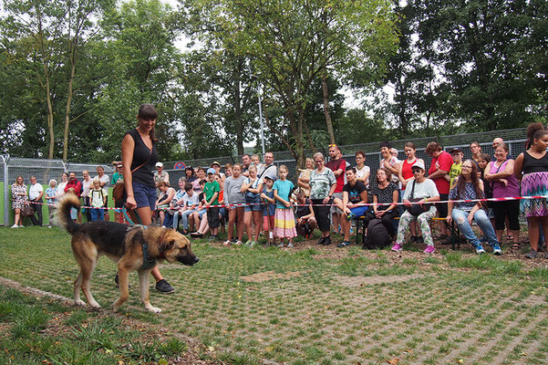 Neuigkeiten Archiv Tierschutzverein Esslingen U U E V Mit