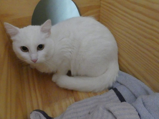 Verschuchtertes Katzenpaar Shirin Und Golke Sucht Liebevolles Zuhause Tierschutzverein Esslingen U U E V Mit Tierheim Esslingen