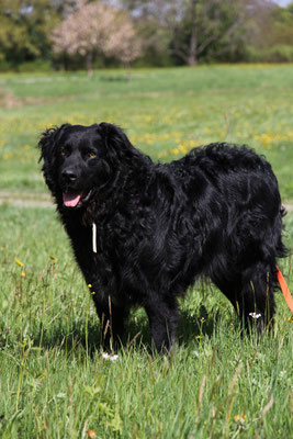 Arbeitswilliger Vierbeiner Mit Kopfchen Sucht Zweibeiner Mit Hunde