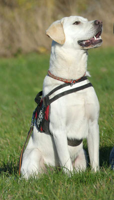 Junger Maremmano Labrador Mischling Bruno Sucht Menschen Mit Hundeerfahrung Tierschutzverein Esslingen U U E V Mit Tierheim Esslingen