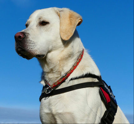 Junger Maremmano-Labrador-Mischling Bruno sucht Menschen ...