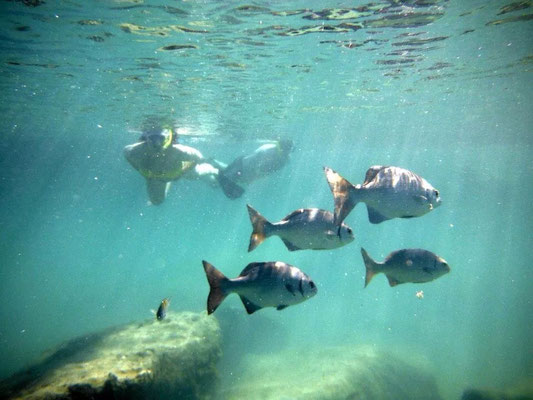 Snorkel a Natural Aquarium.