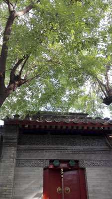 胡同里的槐树