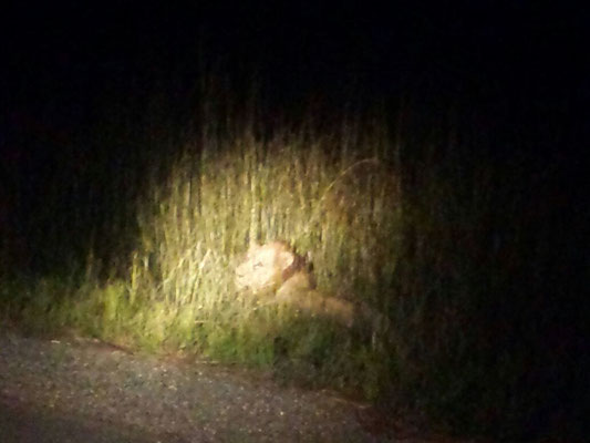 Lion bei Nacht am Wegesrand