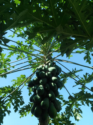 le papayer du jardin