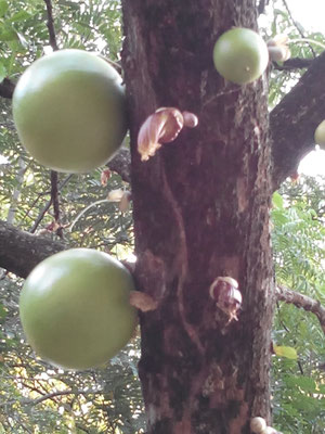 fruits du jicaro, dont les graines mixées se prennent en boisson avec du lait, et dont la coque, sorte de calebasse, sert de récipient rustique, éventuellement gravé