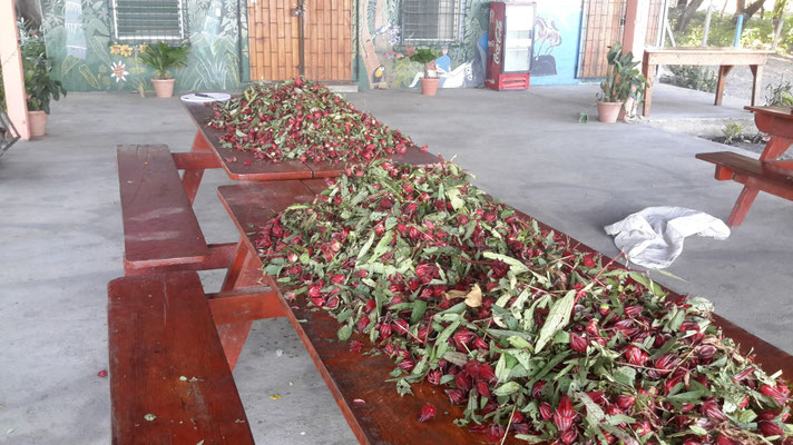fleurs de jamaïque après la cueillette