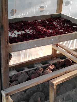 Séchoir à fleurs de jamaïque, avec pierres de lave pour la chaleur