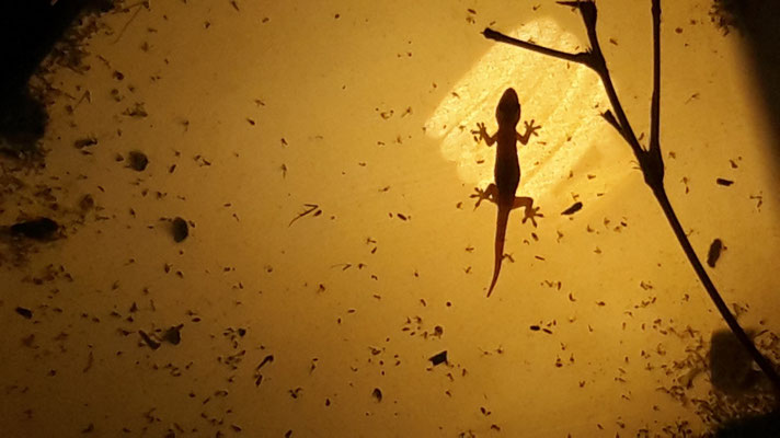 Gecko se régalant de moustiques dans notre lampe...