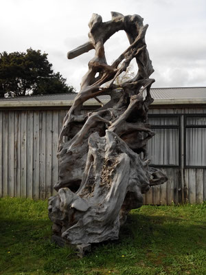 Racines d'ancien kauri