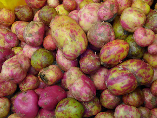 une variété de pommes de terre roses et jaunes fluo, parmi plus de 2500...