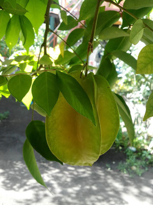 fruit de carambole