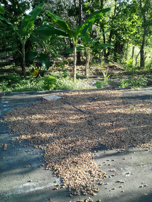 graines de fleurs de jamaïque mises à sécher au soleil