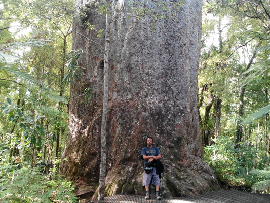 Kauri très vieux
