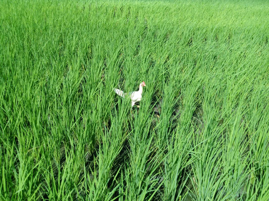 une poule dans les rizières