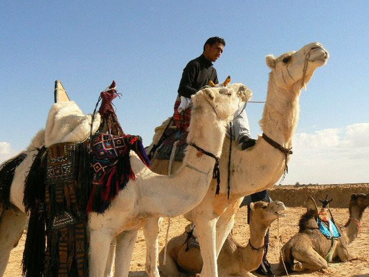 Decembre 15 Dromacity Passion Dromadaire Et Desert Decembre 15 Dromacity Passion Dromadaire Et Desert