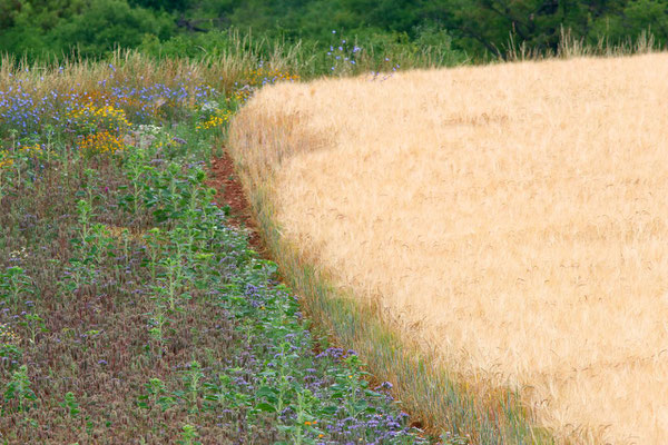 Monotonie und Vielfalt (Foto: O.Schreiter)