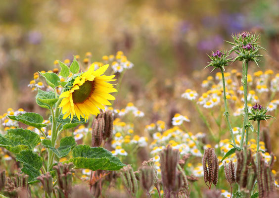 Die Fläche im September(Foto: O.Schreiter)