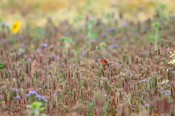 Die farbenfrohen Hänflinge besuchen regelmäßig die Blühfläche (Foto: O.Schreiter)