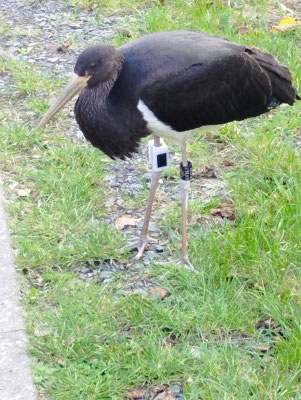 Waltraud mit Ring und Sender (Foto: O.Schreiter)