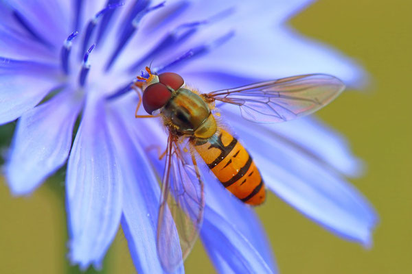 Schwebfliege auf Wegwarte (Foto: O.Schreiter)