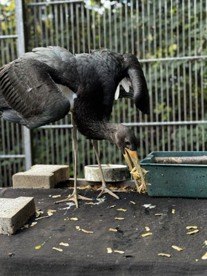 ich habe Hunger .... (Foto: M.Kallabinsky)