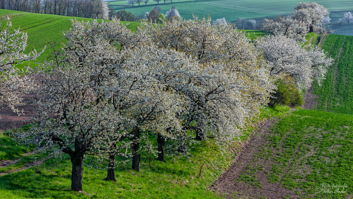 Frühling bei Maxen
