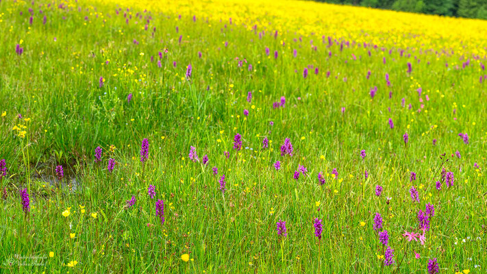 Orchideenwiesen am Geisingberg