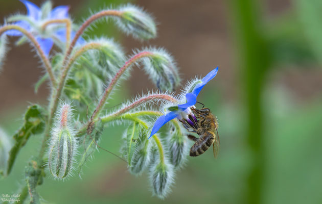 Biene an Borretschblüte