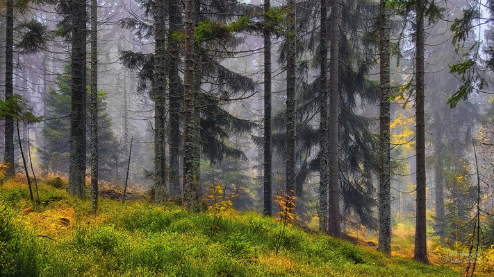 Herbst im Wald am Großen Arber, Bayrischer Wald