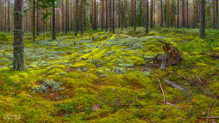 weiches Moos, Wald bei Örebro