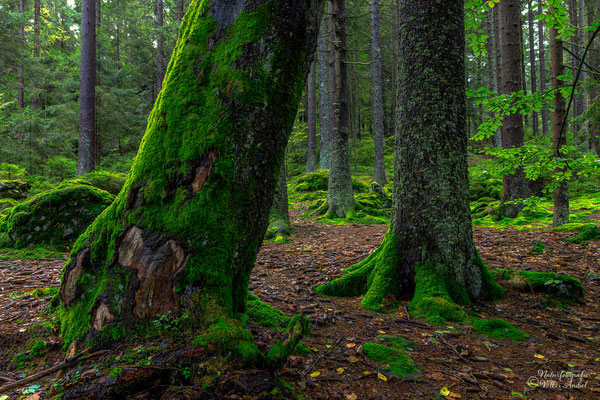 Regenwetter im Bayrischen Wald