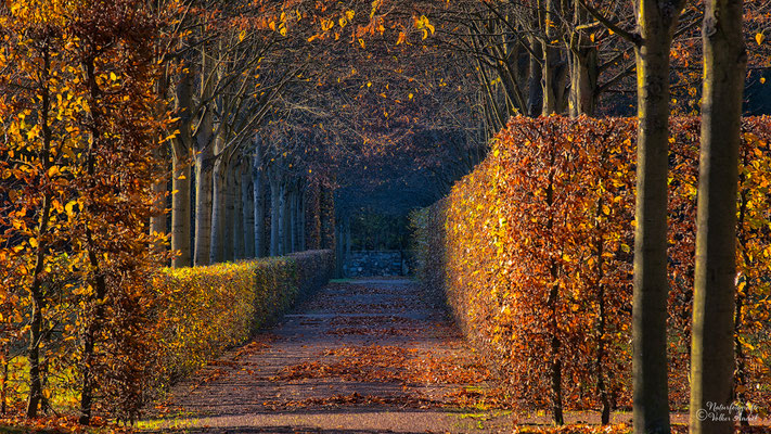 Herbstlicht im Schlosspark