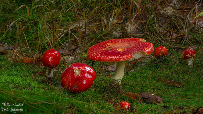 Fliegenpilze 