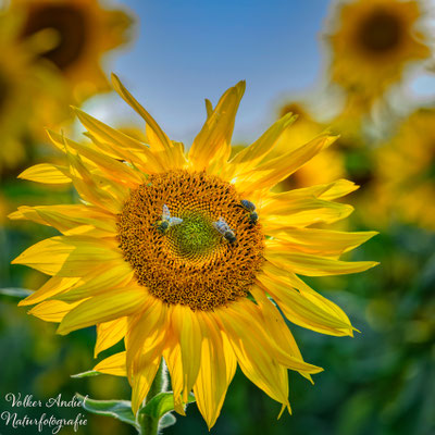 Sonnenblume mit fleißigen Bienen
